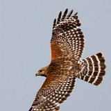 11SB9319 Red-shouldered Hawk